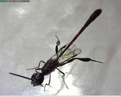 Gasteruption sp.